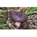 Мицелий Млечника обыкновенного / Гладыш (Lactarius trivialis)